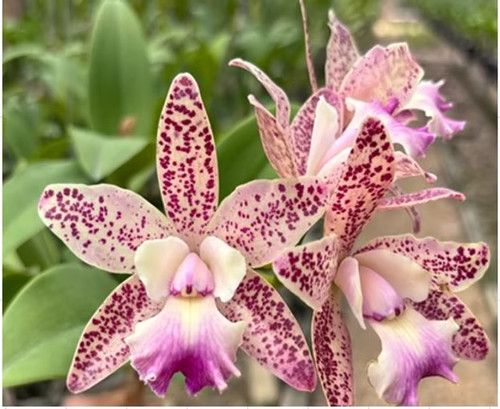 Rare cattleya little quail - cattleya,