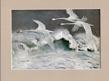Peter Scott ~ Three Bewick's  Flew Amongst The Breakers ~ Genuine Original  1941