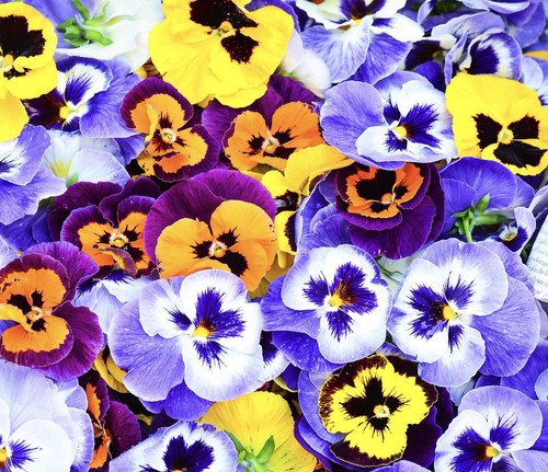 Viola cornuta winter trailing - cornuta,