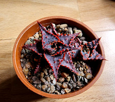 Aloe christmas sleigh - cv., sleigh'