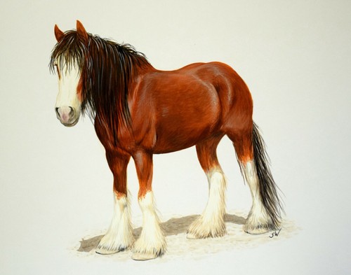 Clydesdale horse painting - clydesdale,