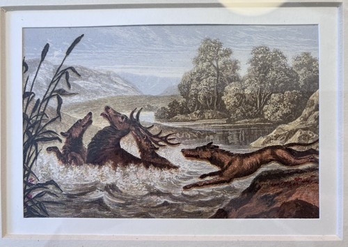 Wolves hunting stag antique - wolves,