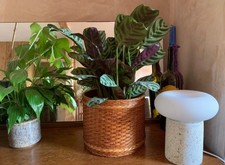 Vintage Wicker Rattan Pot/ Basket for Plants or Storage