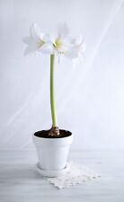 1x Amaryllis Belladonna Alba Bulb Hipeastrum Jersey Lily Garden Perennial Flower