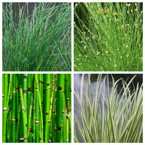 Various evergreen pond - various,