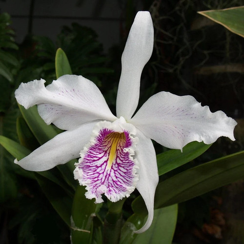 Cattleya maxima semi alba - , la