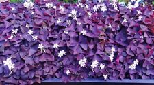 20 x Oxalis Triangularis SEEDS Purple Shamrock Summer Flowering Perennial
