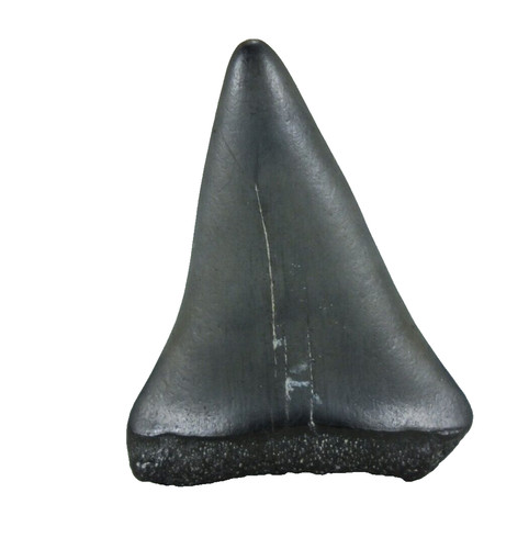 Fossil mako shark tooth isurus - shark,