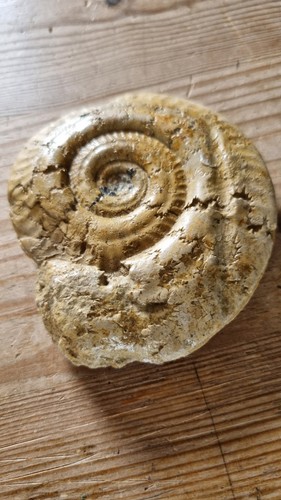 Prehistoric ammonite fossil 3 - ammonite,
