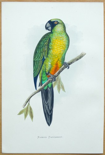 Antique parrot print masked - print,