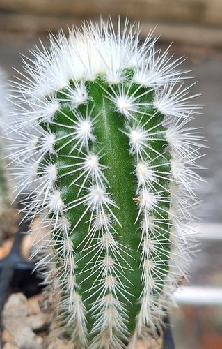 Cactus echinocereus - cactus,