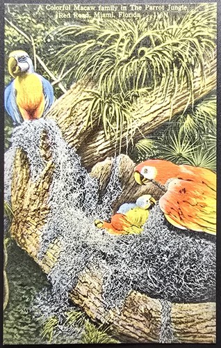 1939 parrot jungle miami - miami, fl
