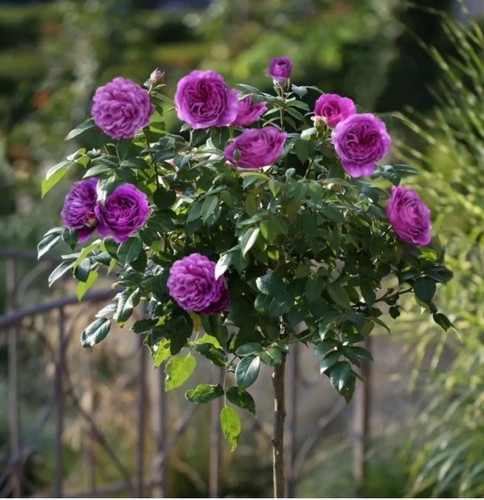 Half standard twilight - half, standard-twilight