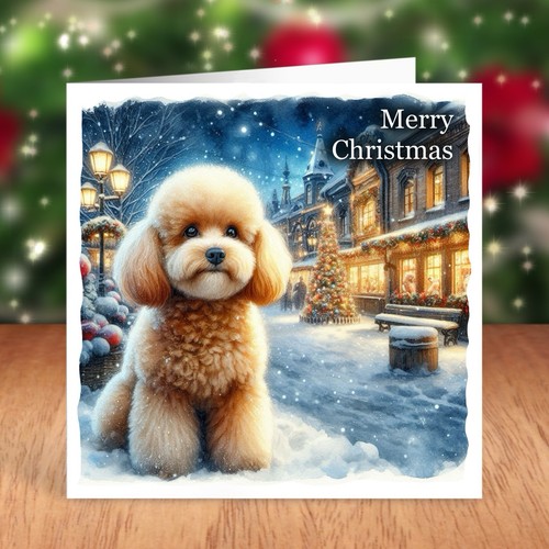 Miniature poodle dog - miniature, christmas
