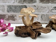 Wooden Mushroom Teak Root