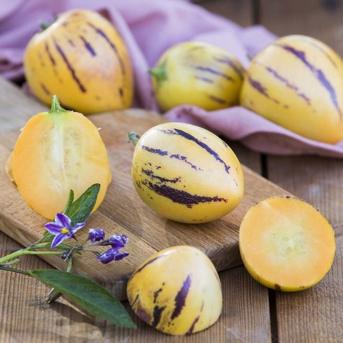 Pepino melon copa - pepino, exotic