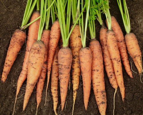 1000 carrot autumn king seeds - carrot,