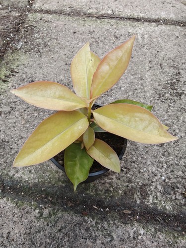 Pereskia aculeata