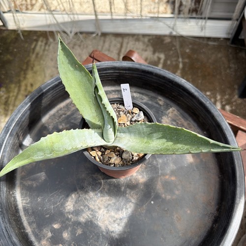 Agave americana width - agave, 11