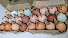 12 BYM Hatching Eggs