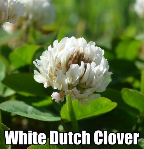 Seedranch white dutch clover - seedranch,