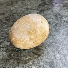 Rare Antique Broody Hen Ceramic Pot Dummy Egg