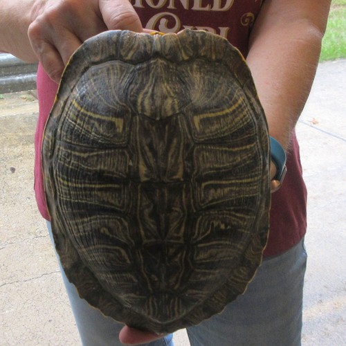 Red eared slider turtle - slider, shell