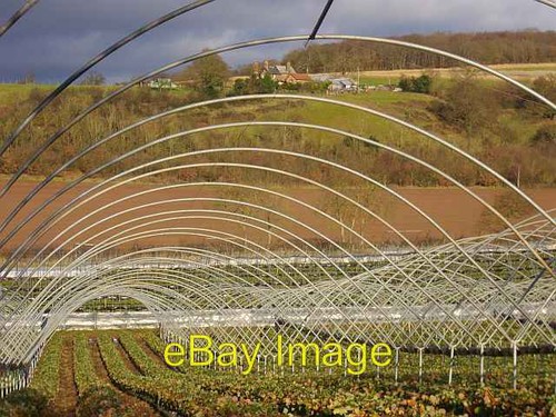 Photo 6x4 polytunnels near the - 6x4,