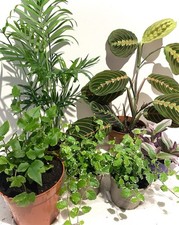 6 Pack (SMALL)  Tropics Mix | Tropical Terrarium Vivarium Paludarium Plant mix