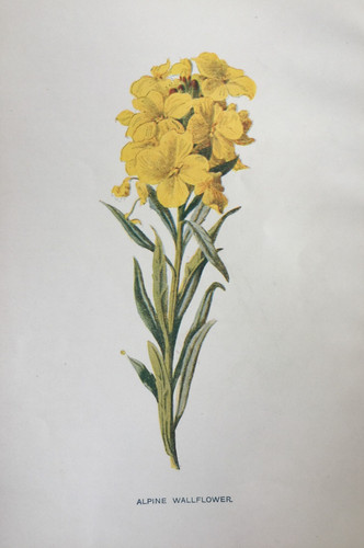 Antique print alpine - print,