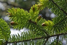 Sitka Spruce (Picea