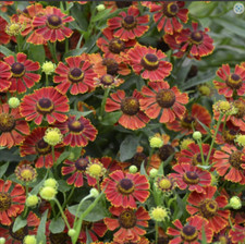 Helenium Autumnale Potters