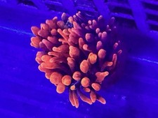 Red Sherman Bubble tip anemone