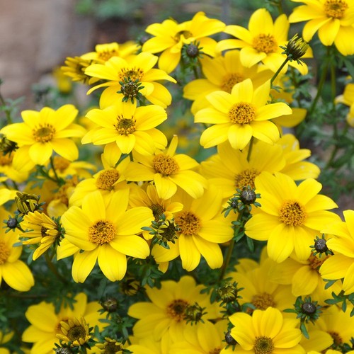 Trailing bidens giant - trailing,