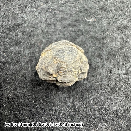 Enrolled phacops trilobite - enrolled,