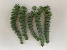 5 x 7-8cm Crassula Rupestris Marnieriana Hottentot Cuttings (Jade Necklace)