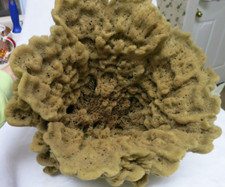 Bowl Large Natural Sea Sponge