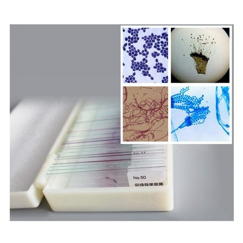 50pcs typical bacteria fungus - 50pcs,
