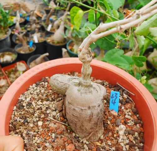 Cyphostemma spngare mara - cyphostemma, own