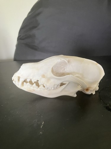 Red fox taxidermy skull jaw - fox,