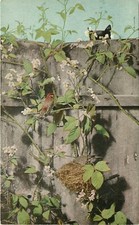 c1910 Bird Postcard California