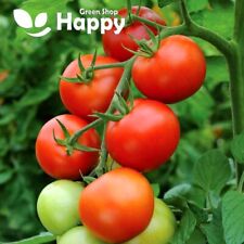 TOMATO SEEDS MONEYMAKER - 100