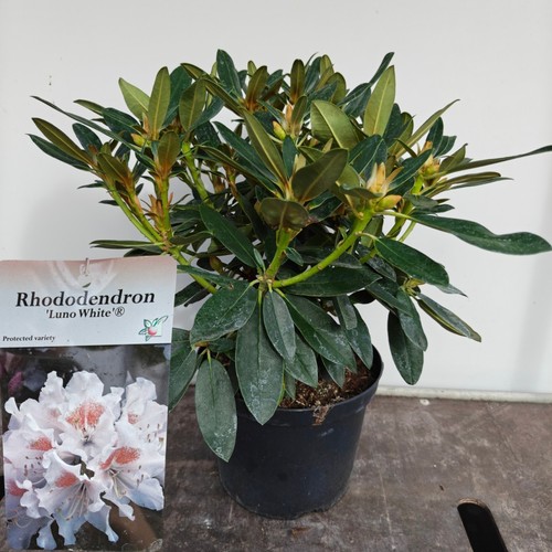 Rhododendron luno white large - rhododendron,