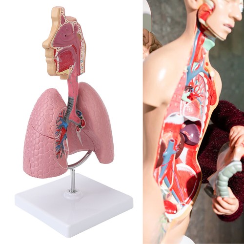 Respiratory system model - system,