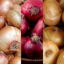 Onion Sets Mix 750g - Red Winter, Senshyu Yellow & Radar Yellow Onions Plant Now