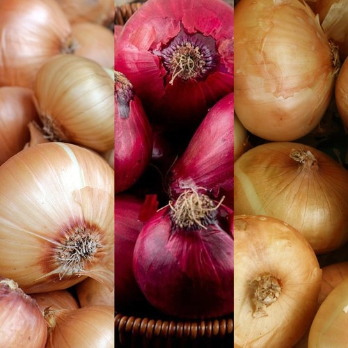 Onion sets mix - 750g, red