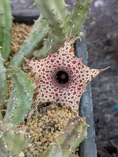 Huernia hislopii carrion
