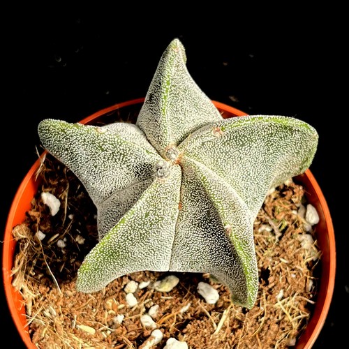 Astrophytum myriostigma - astrophytum,