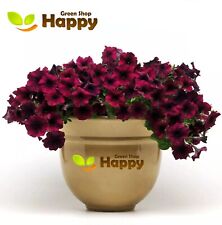 F1 PETUNIA QUINTO BURGUNDY 10