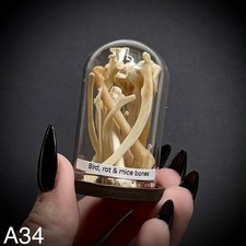 Pigeon Bones In 5cm dome 